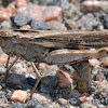 Northern Green-striped Grasshopper