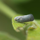 Flatid Planthopper