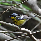 Magnolia warbler