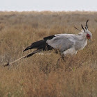 Secretary Bird