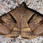 Brown-striped semilooper