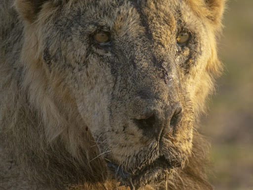 Pet lavova evakuisanih iz ratom razorene Ukrajine stiglo u zoo vrt u Poznanju