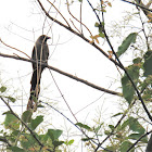 Grey Treepie