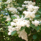 Hickory bush