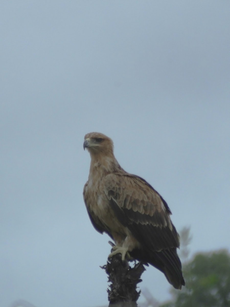 Lesser spotted eagle