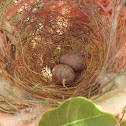 Little Friarbird eggs (in nest)