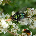 Snail parasite blowfly