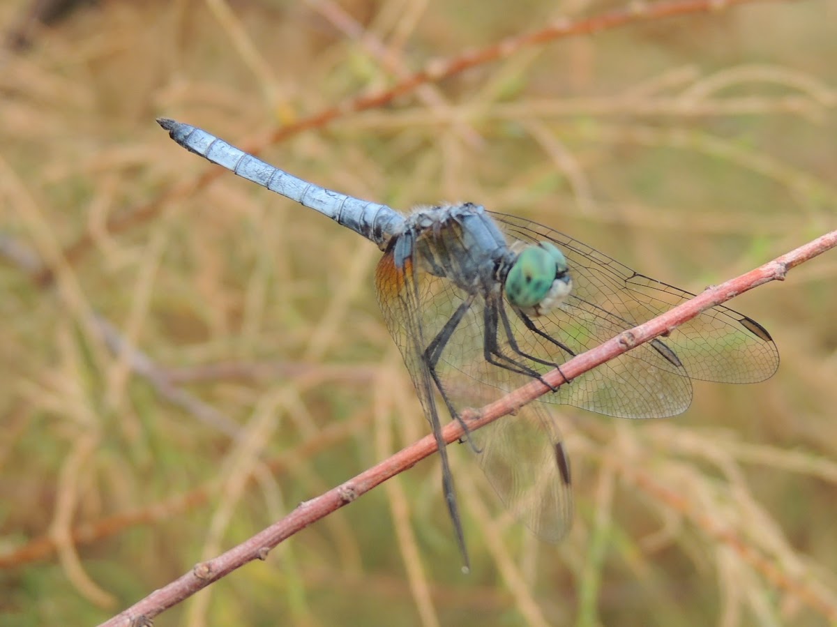 Blue Dasher