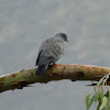 Spot-winged Pigeon