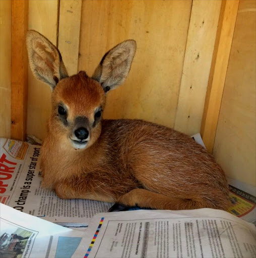 A young grysbok brought in to Tears in Fish Hoek after Wednesday's wildfire.