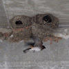 Cliff Swallow