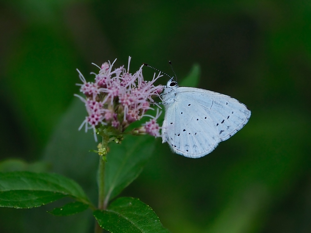 Náyade (Holly blue)