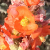 Scarlet Globemallow