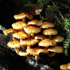 Sharp Scaly Pholiota