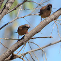 Long-tailed Finch (juveniles and adult)