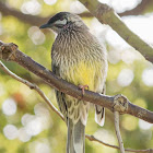 Red wattlebird