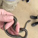 Common garter snake