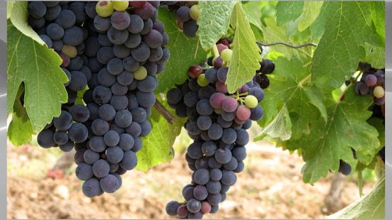 Download Nature Backgrounds APK