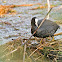 Eurasian coot