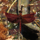 Red Grasshawk, Common Parasol or Grasshawk Dragonfly