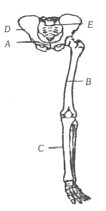 Appendicular Skeleton