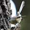 New Zealand Grey Fantail