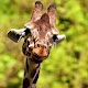 Download Giraffe Wallpapers HD For PC Windows and Mac 1.0