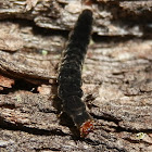 Soldier Beetle Larvae