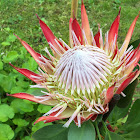 King Protea