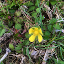 Indian strawberry