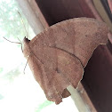 Common Evening Brown