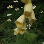 Yellow foxglove