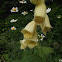 Yellow foxglove