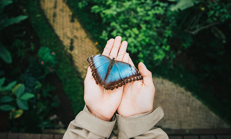 Blue Morpho Butterfly