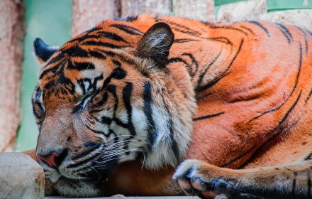 Majestic Tigers Preview image 0