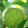 Osage orange