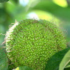 Osage orange