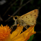 Skipper