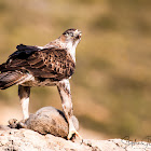 Bonelli's Eagle