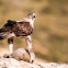 Bonelli's Eagle