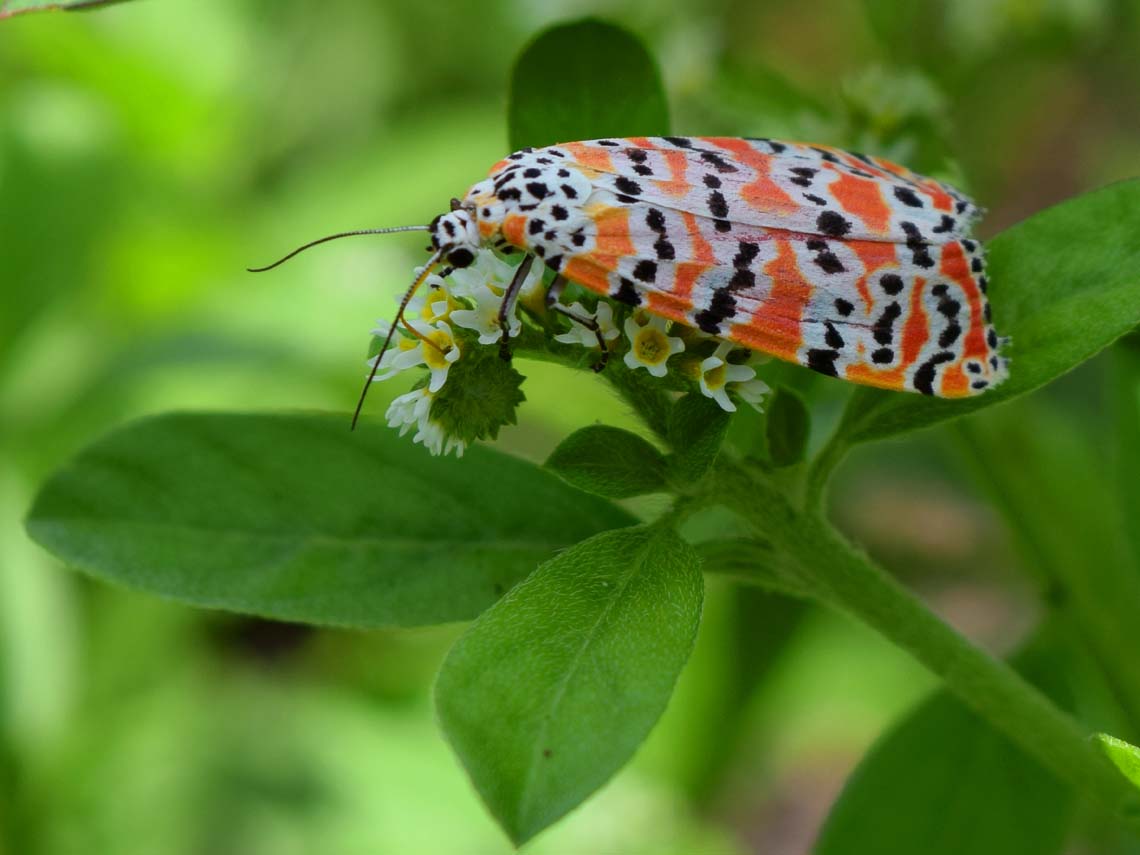 Rattlebox Moth