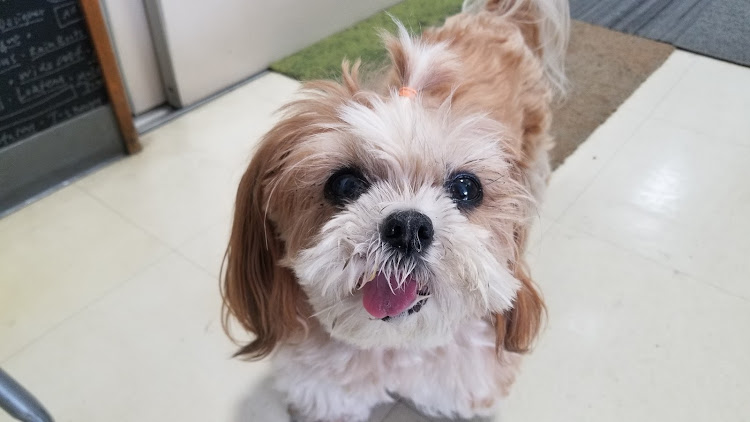 コペンのアライメント調整・お犬様に関するカスタム事例の投稿画像3枚目