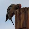 Gila Woodpecker