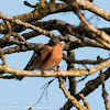 Chaffinch