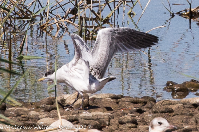 Sandwich Tern; Charrán Patinegro