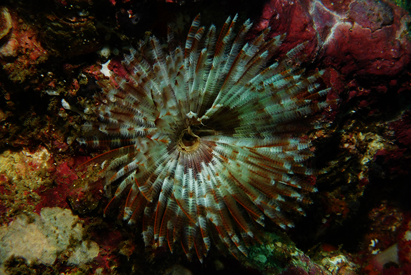 Feather duster worm