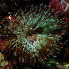 Feather duster worm