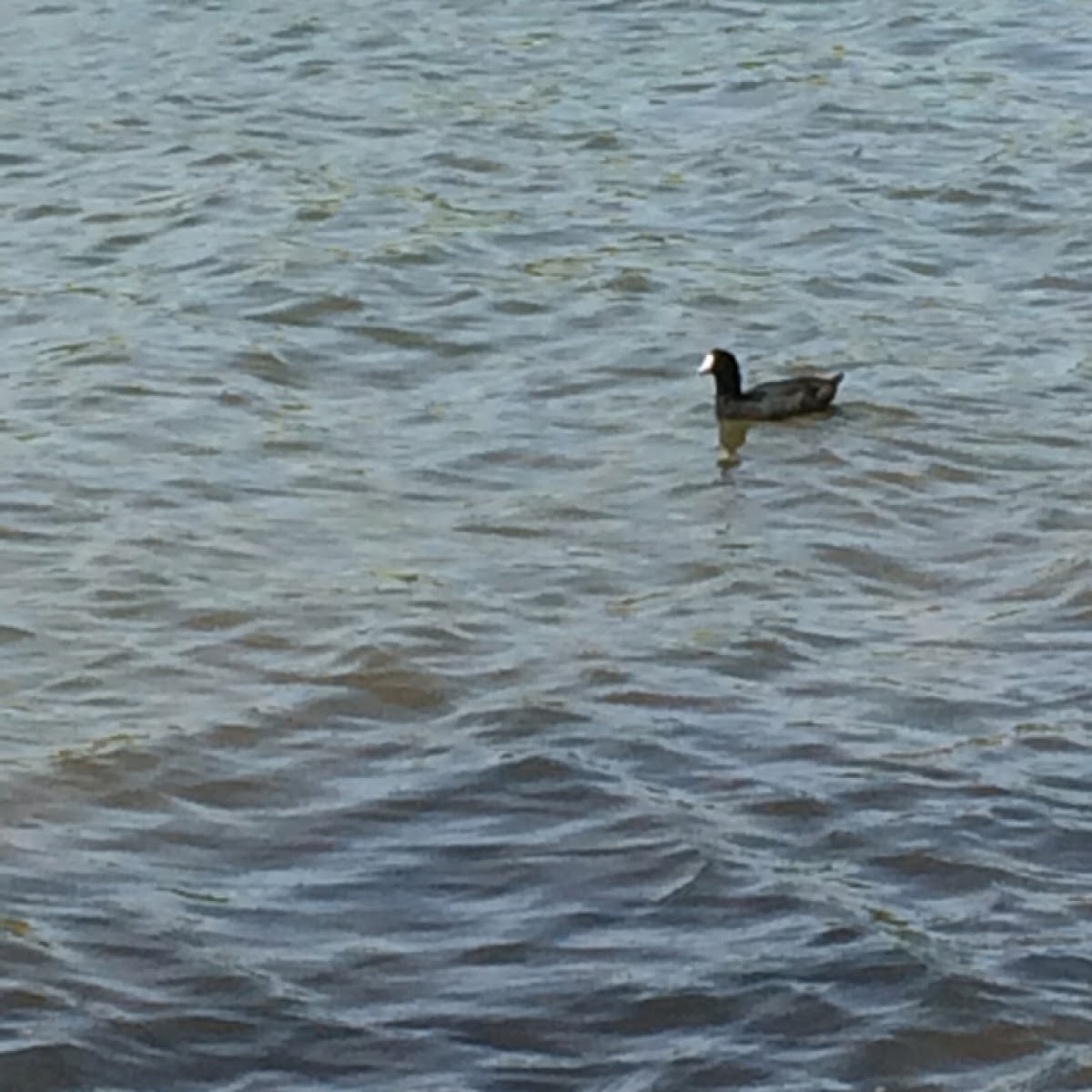 American Coot