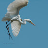 Great Egret