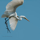 Great Egret